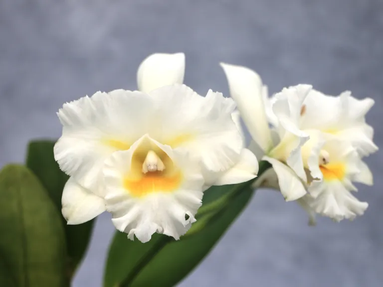 × Rhyncholaeliocattleya Island Charm 'O.C.'