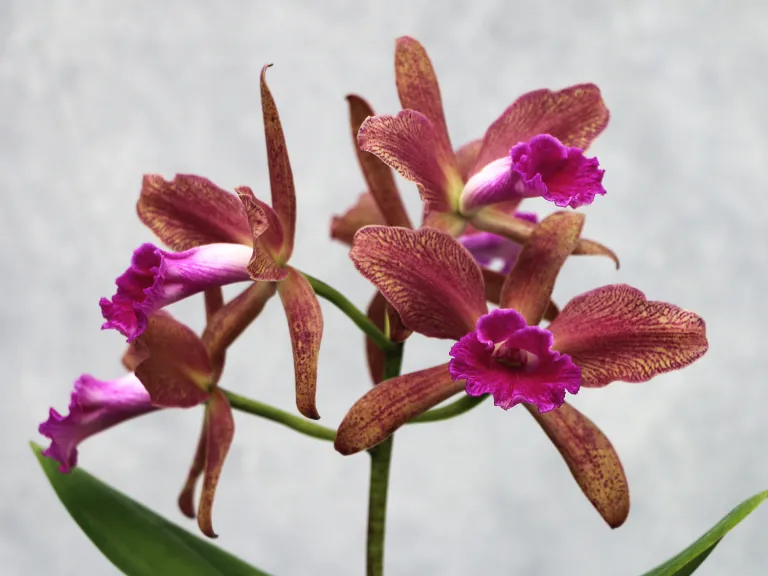 × Rhyncholaeliocattleya Talan Lambert 'Big'