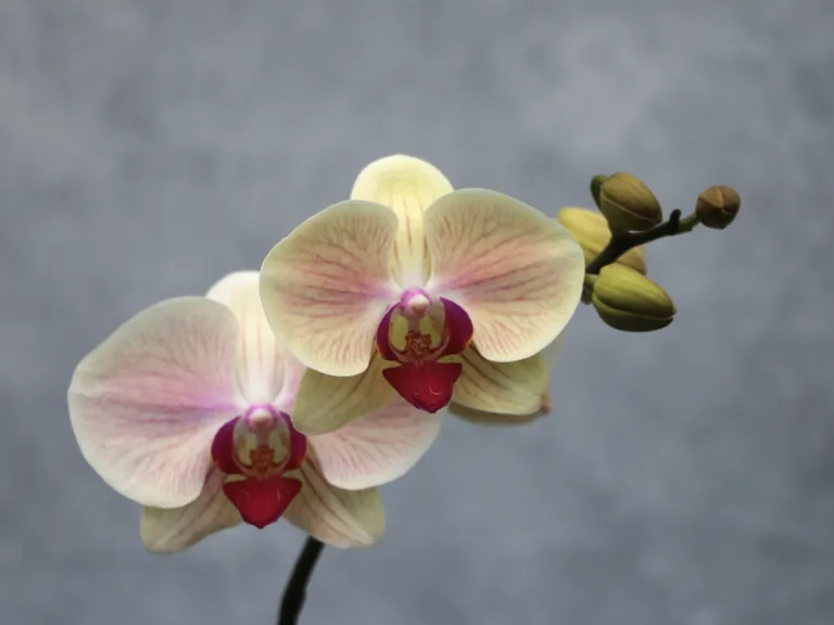 Phalaenopsis Forbidden Fruit (2025-0116)