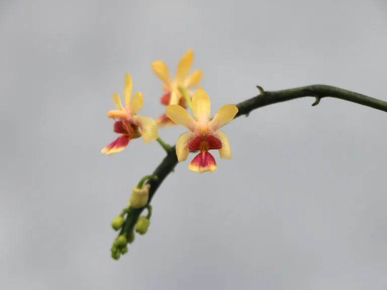 Phalaenopsis deliciosa