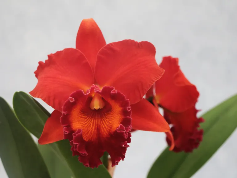 × Rhyncholaeliocattleya Sharon King 'Volcano Princess'