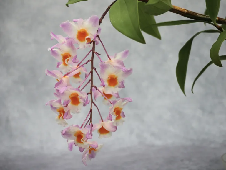 Dendrobium Rosy Cluster