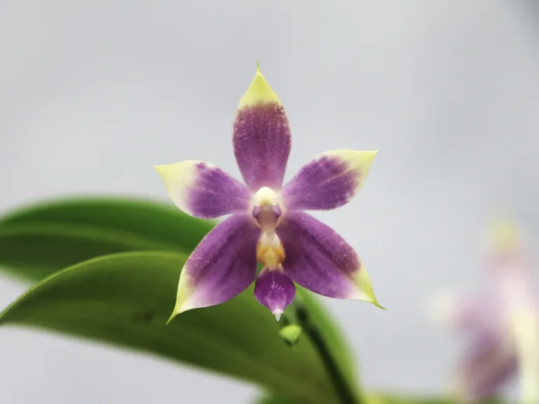 Phalaenopsis (Mainshow Blue Sparrow x Mainshow Blue Tint)