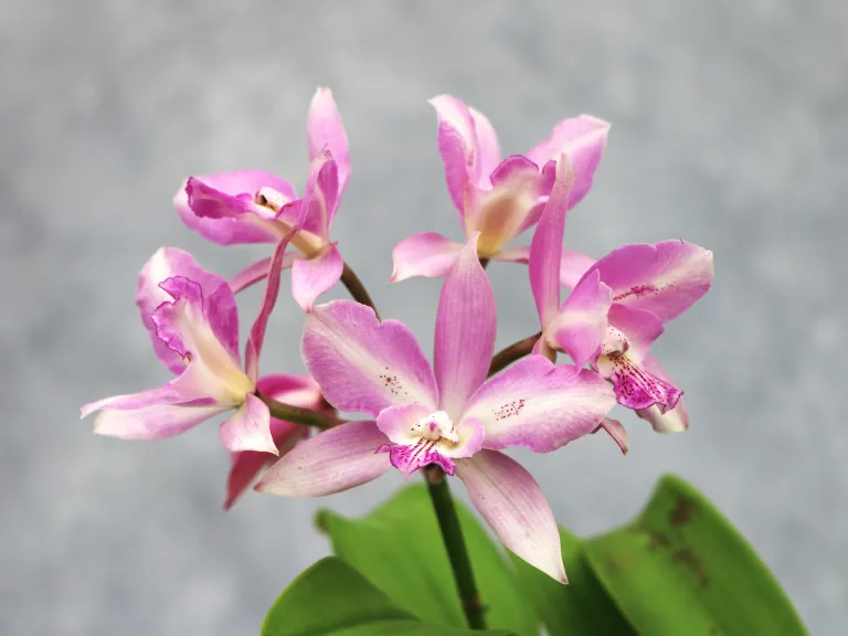 × Caulocattleya Ethels Paradise 'Kaleialoha'