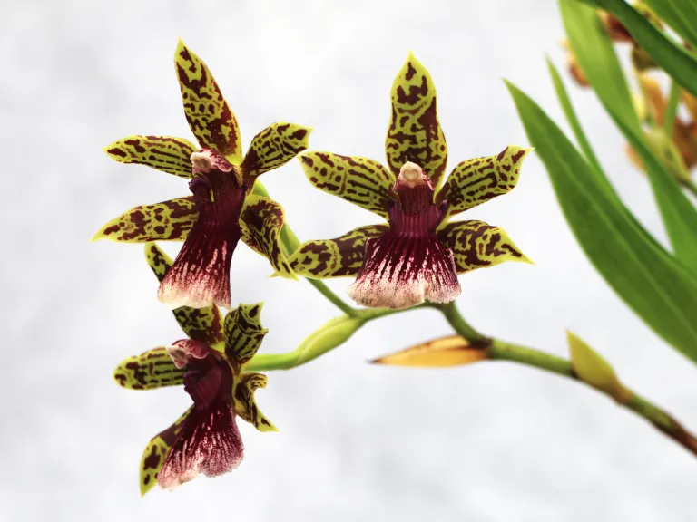 × Galeopetalum Starburst 'Parkside'