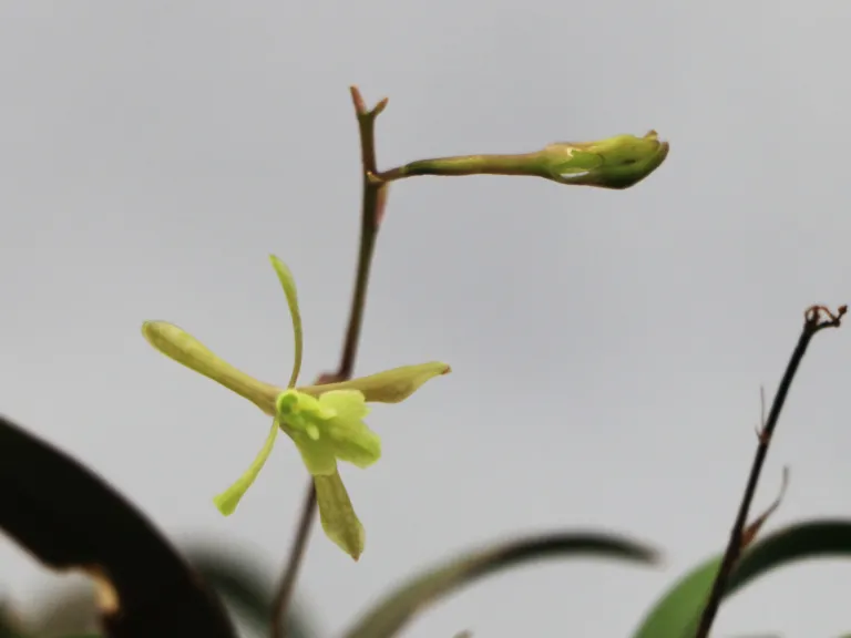Epidendrum conopseum