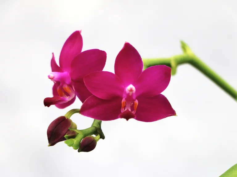 Phalaenopsis Sapphire's Galah