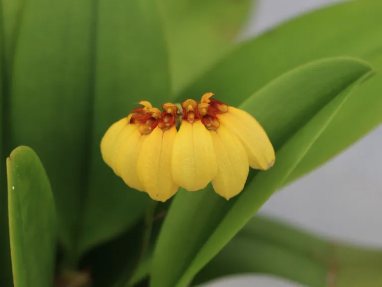 Bulbophyllum Sunshine Queen 'Yellow'