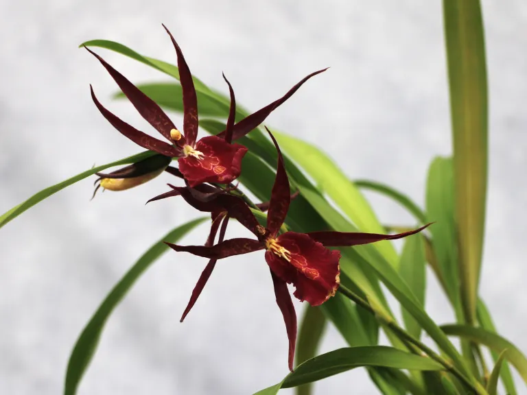  × Bratonia Royal Robe