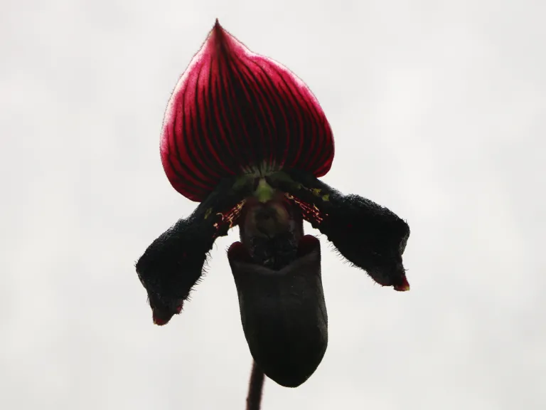 Paphiopedilum Lady Petula