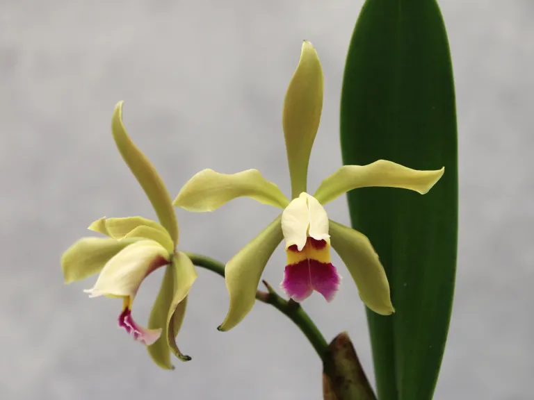 Cattleya Gigi Portilla
