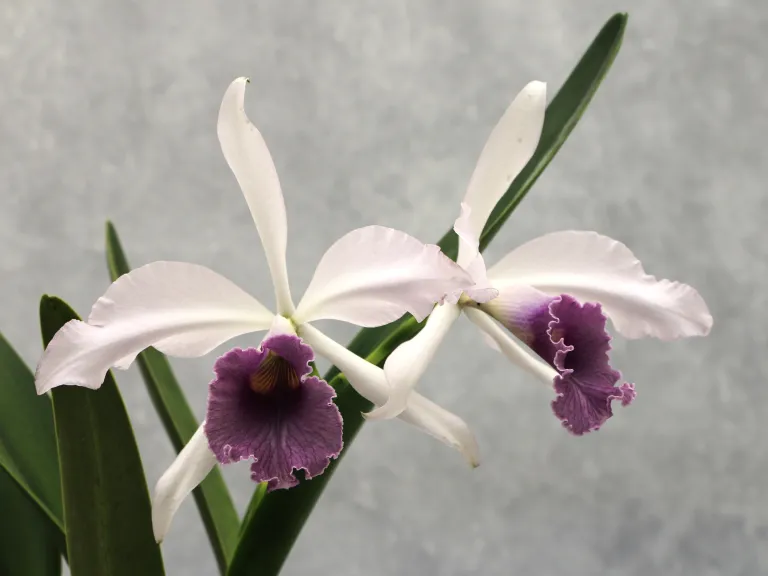 Cattleya C. G. Roebling (1895) 'Beechview'