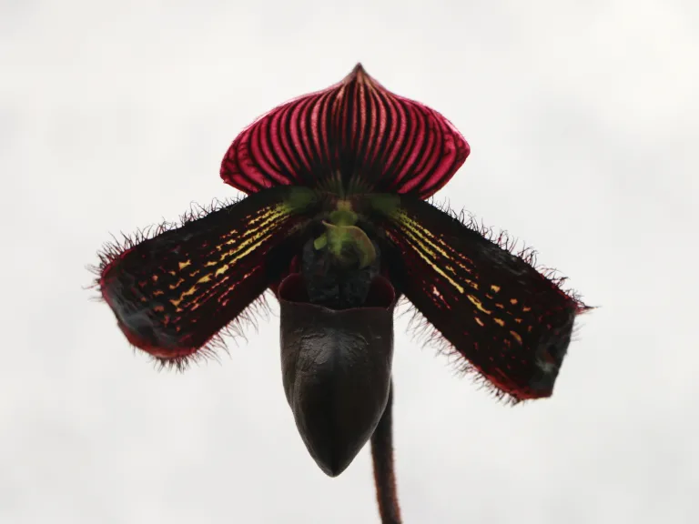 Paphiopedilum Petula's Distinction