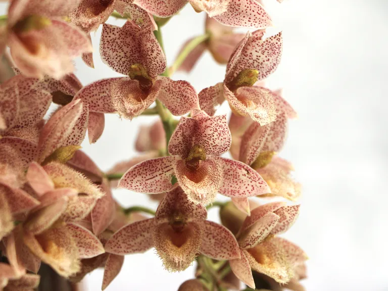 × Clowesetum Alexandra Savva