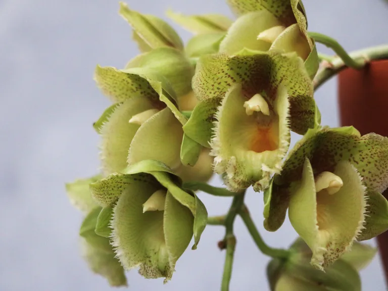 × Clowesetum White Magic