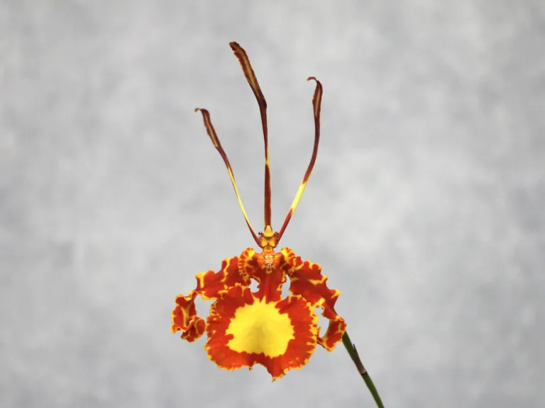 Psychopsis Mendenhall 'Hildos'