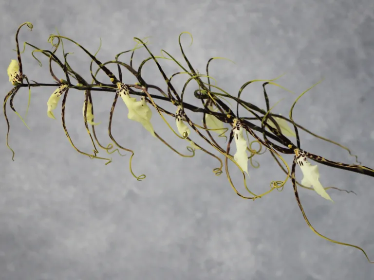 × Brassidium Kenneth Bivin 'Santa Barbara'