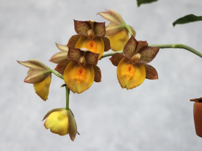 Catasetum Dreamboat (2025-0142)