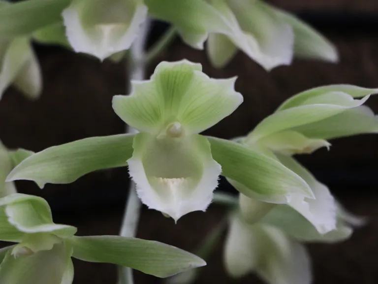 × Clowesetum Black Jade