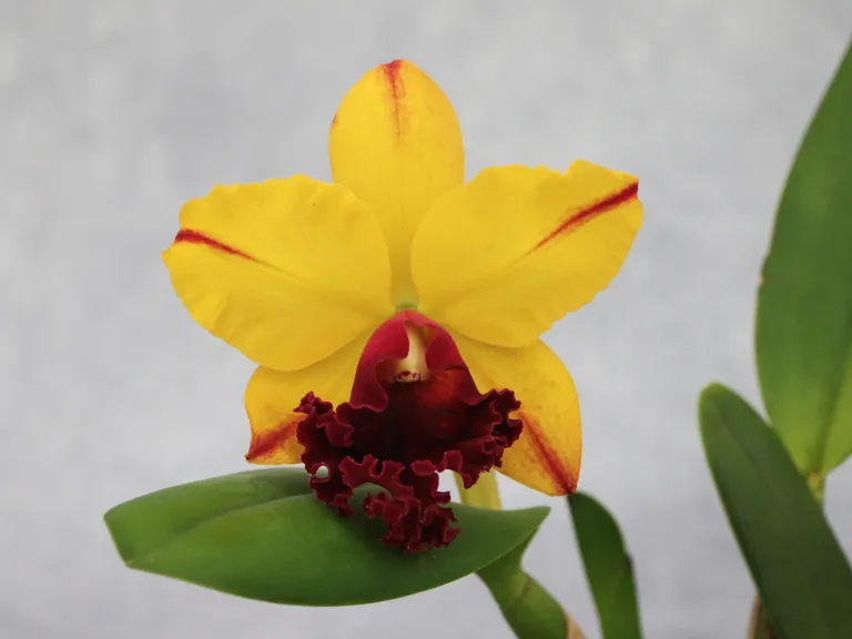  × Rhyncholaeliocattleya Volcano Showy 'Volcano Queen'