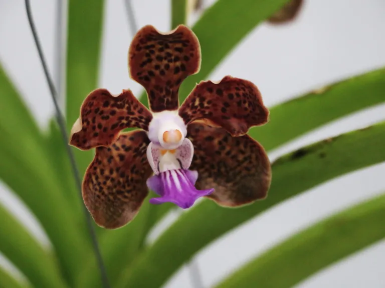 × Papilionanda Cindy Banks