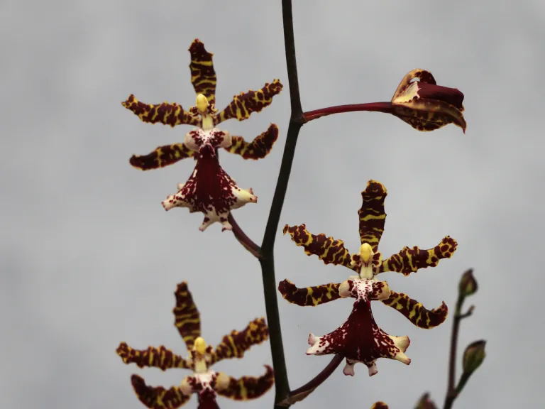 × Oncostele Everglades Elegance 'Nancy Lee'