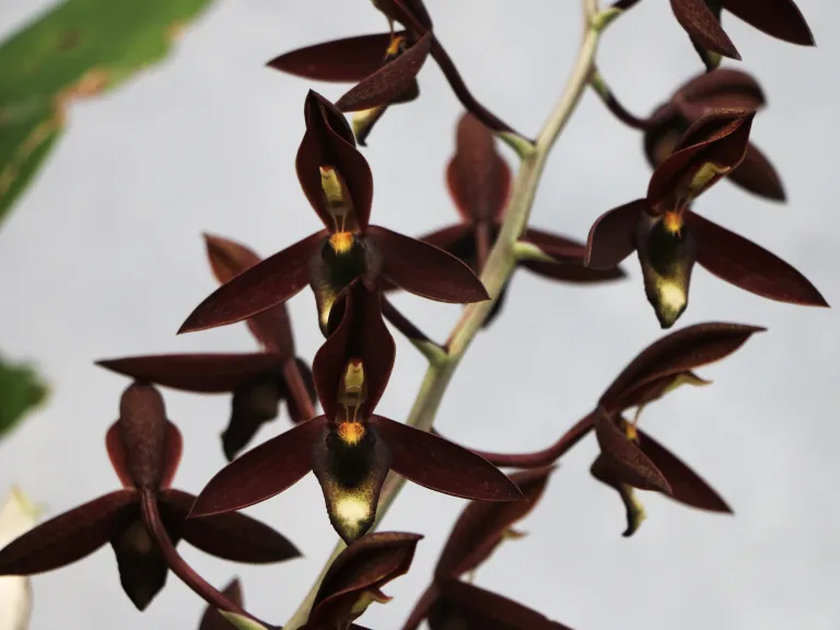 Catasetum Yousef Niazi