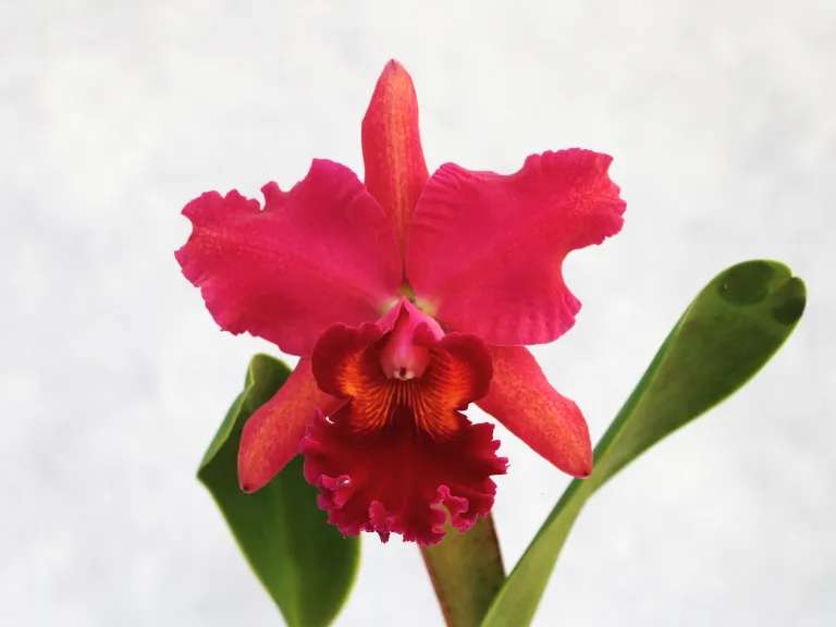 × Rhyncholaeliocattleya (Red Oconee x C. Mary Ellen Carter)