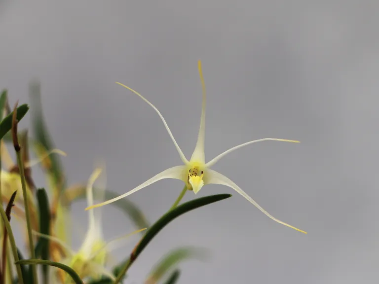 Dendrobium tentaculatum