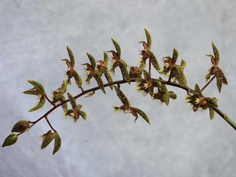 Catasetum Wild Thing (2025-0154)