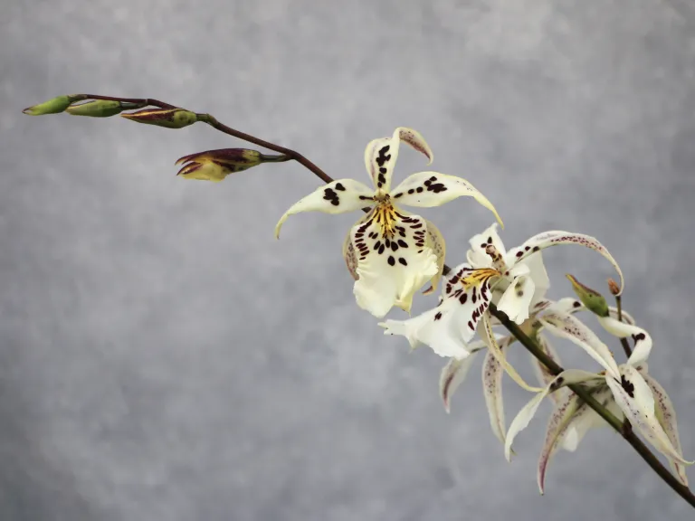  × Aliceara Tropic Lily 'Chocolate Drop'