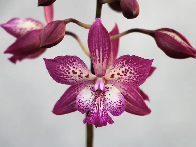 × Epicatarthron Hilo Adventure (2024-0780)