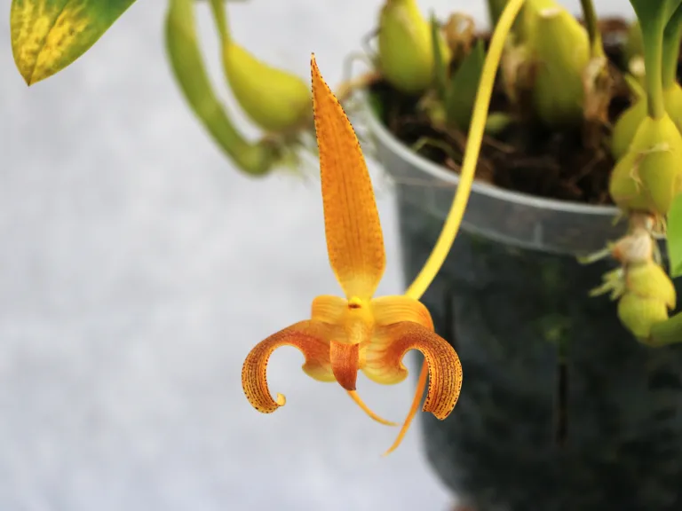 Bulbophyllum lobbii