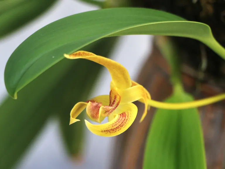 Bulbophyllum lobbii 'Kathy's Gold'