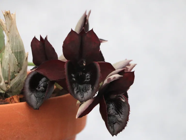  Catasetum Walter Alfaro (2025-0148)