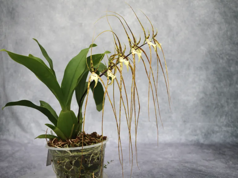 Brassia Aunty Diana Aki 'Malika'
