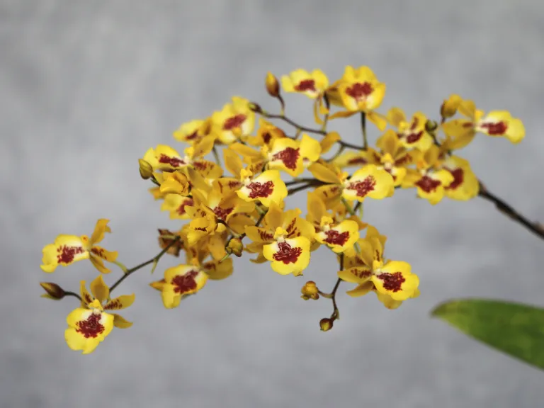 × Oncidesa Hwuluduen Chameleon