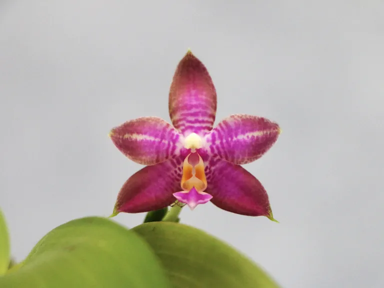 Phalaenopsis MS Magic Dragon