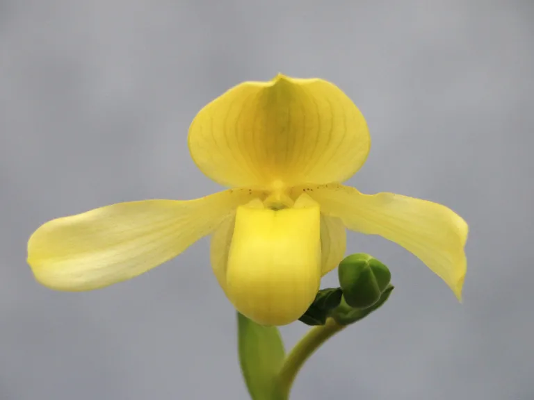 Paphiopedilum Mamie Wilson 'Flavum'