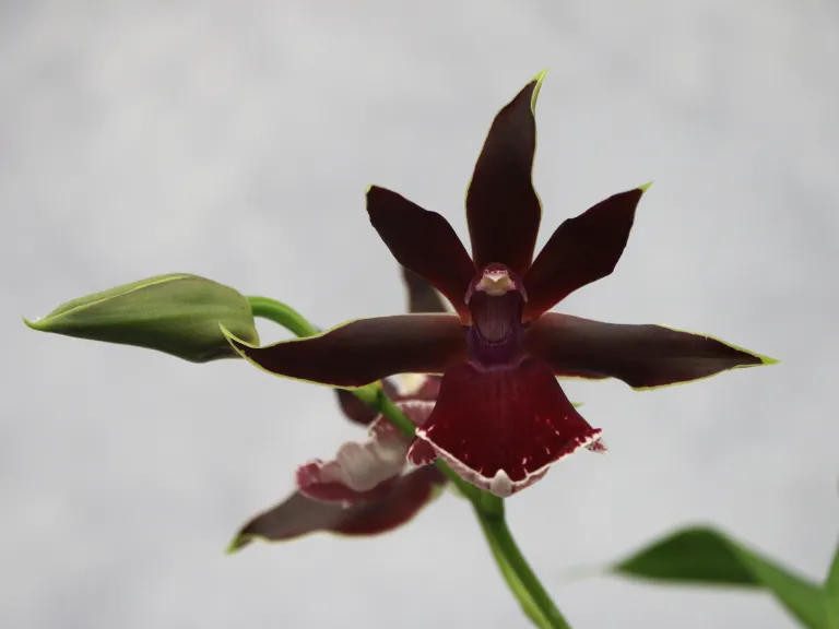 × Hamelwellsara [Aussie Quest x (×Zygoneria Dynamo)]