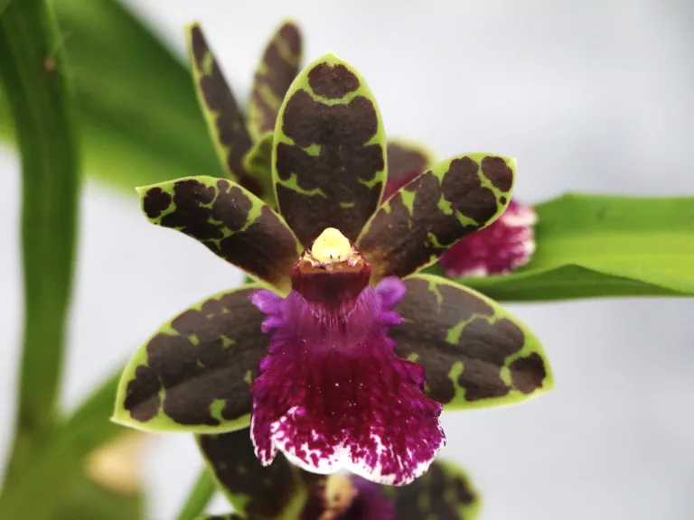 Zygopetalum Artur Elle 'Tombstone'