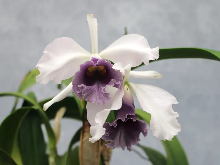 Cattleya C. G. Roebling (1895) 'Sentinel'
