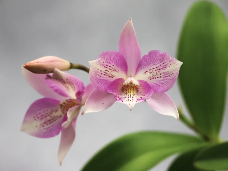 × Caulocattleya Chantilly Lace 'Twinkle'