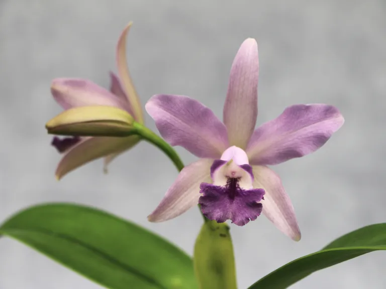  × Cattlianthe (Guarianthe bowringiana var. coerulea x C. Leoloddiglossa) (2025-0010)