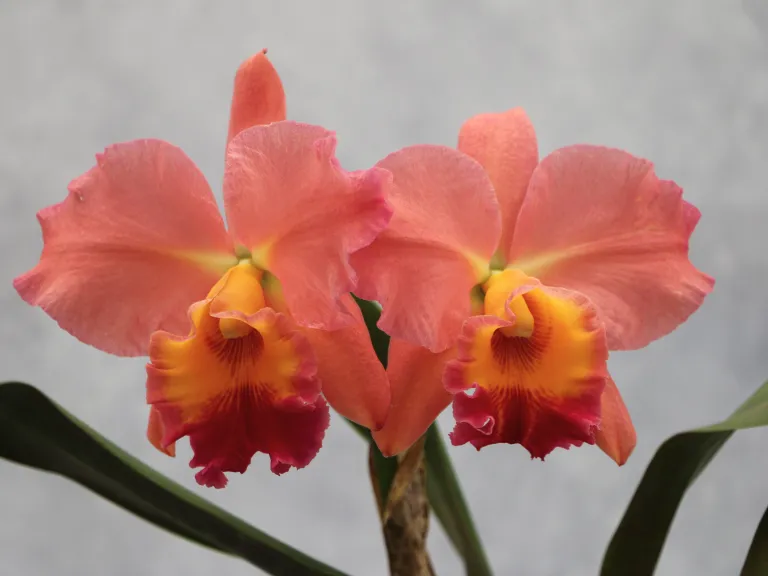 Cattleya Keep Smiling