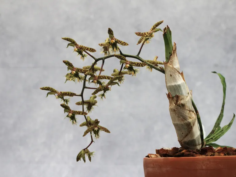 Catasetum Wild Thing (2025-0153)