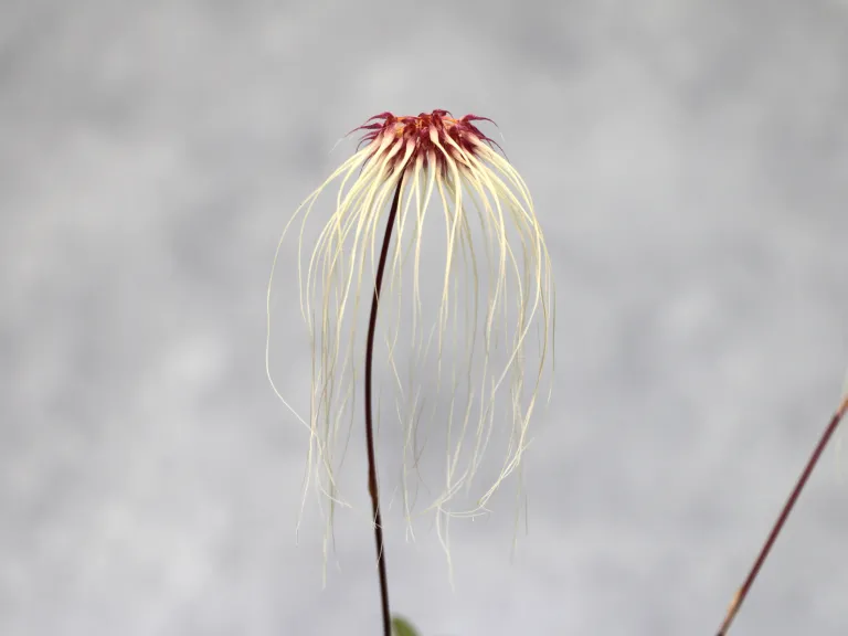 Bulbophyllum Thai Spider (2025-0044)