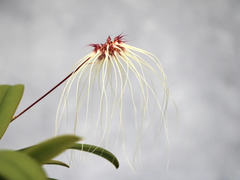 Bulbophyllum Thai Spider (2025-0043)
