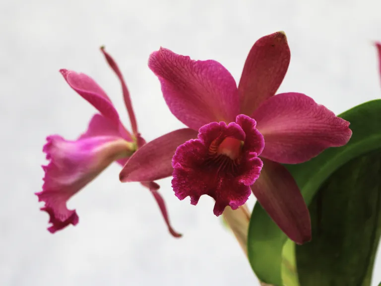 Cattleya Patricio Almeida