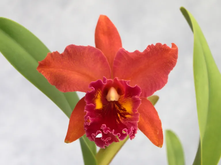 × Rhyncholaeliocattleya Kaoru Suzuki 'Volcano Night'